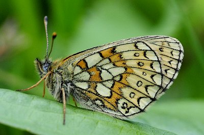 Boloria eunomia