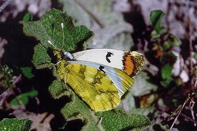Zegris eupheme meridionalis