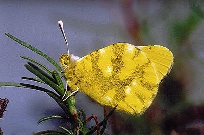 Zegris eupheme meridionalis