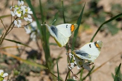 Zegris eupheme meridionalis