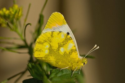 Zegris eupheme meridionalis