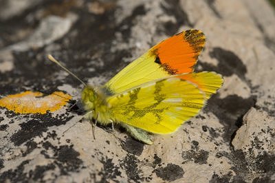 Anthocharis euphenoides