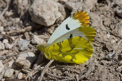 Anthocharis euphenoides