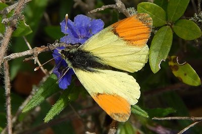 Anthocharis euphenoides