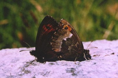 Erebia euryale adyte