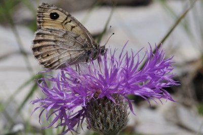 Pseudochazara euxina