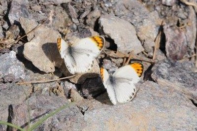 Colotis evagore nouna