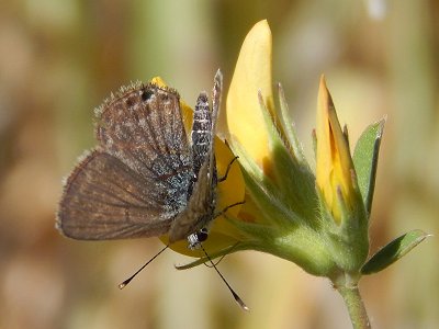 Chilades evorae