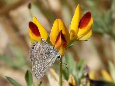 Chilades evorae