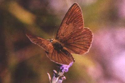 Polyommatus fabressei