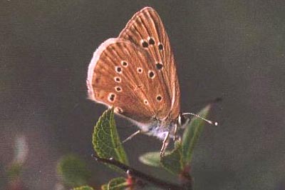 Polyommatus fabressei