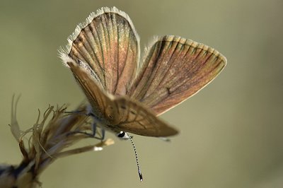 Polyommatus fabressei