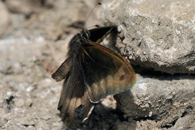 Hipparchia fagi