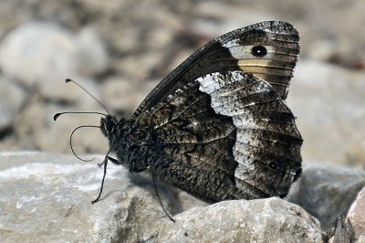 Hipparchia fagi