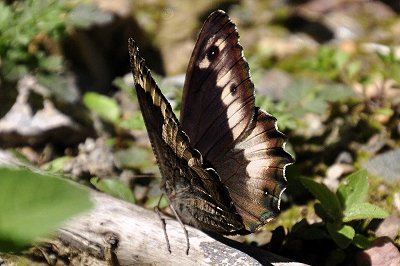 Hipparchia fagi