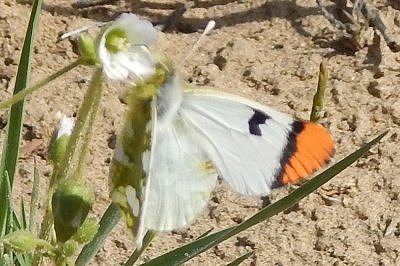 Zegris fausti