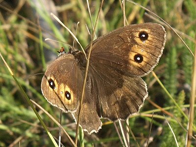 Satyrus ferula