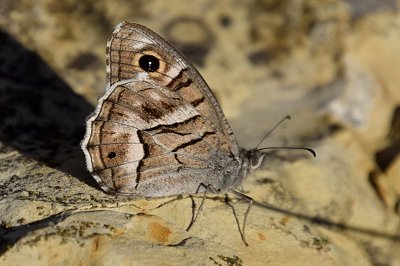 Hipparchia fidia