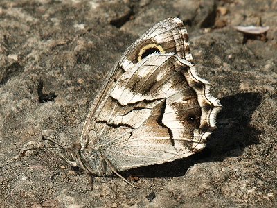 Hipparchia fidia
