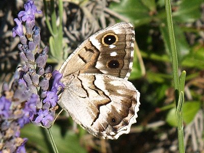 Hipparchia fidia