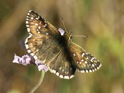 Pyrgus foulquieri