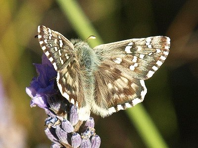 Pyrgus foulquieri