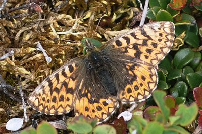 Boloria freija