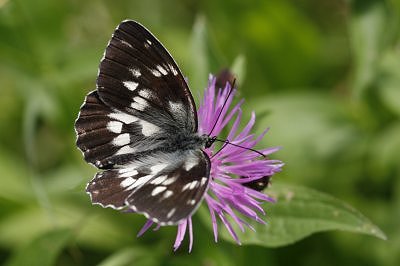 Melanargia galathea magdalenae