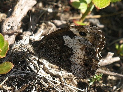 Hipparchia hermione genava