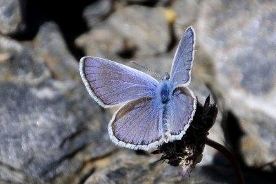 Polyommatus golgus golgus