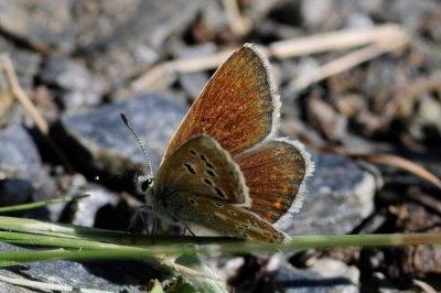 Polyommatus golgus golgus