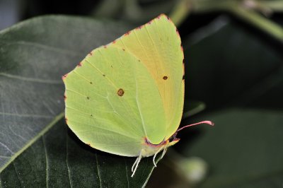 Gonepteryx maderensis