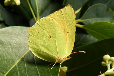 Gonepteryx maderensis