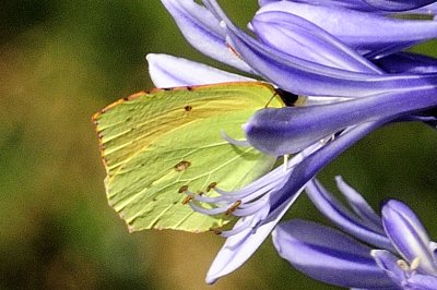 Gonepteryx maderensis