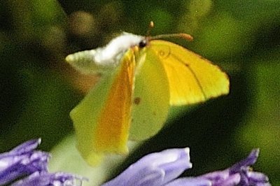 Gonepteryx maderensis