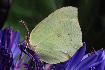 Gonepteryx maderensis