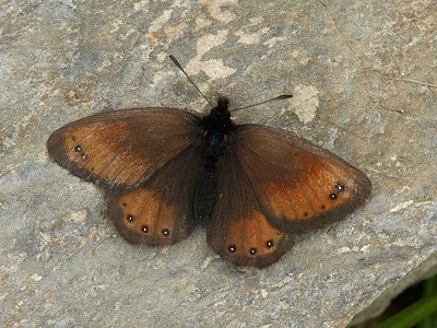 Erebia gorge