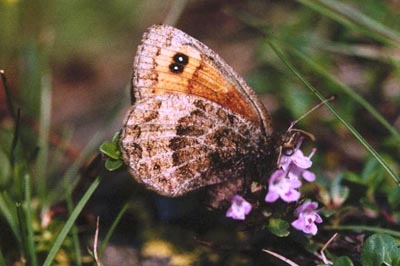 Erebia gorgone
