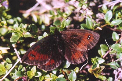 Erebia gorgone