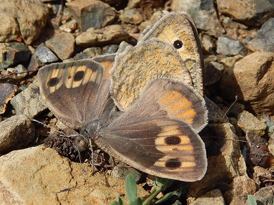 Pseudochazara graeca coutsisi