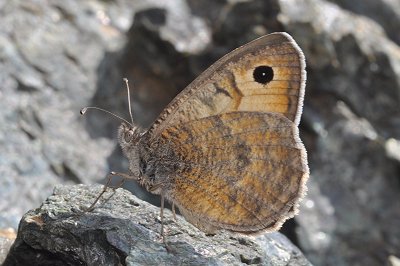 Pseudochazara graeca coutsisi