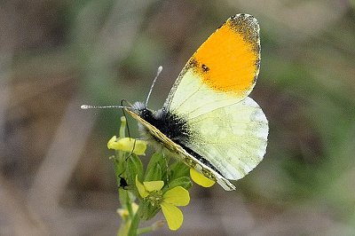Anthocharis gruneri