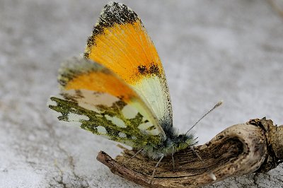 Anthocharis gruneri