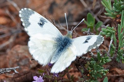 Anthocharis gruneri