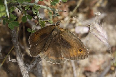 Maniola halicarnassus