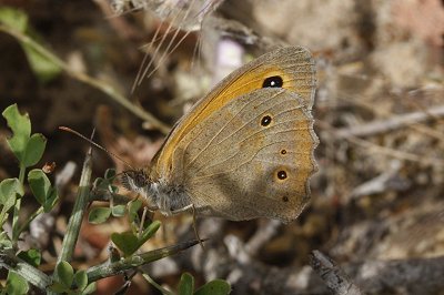 Maniola halicarnassus