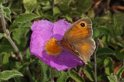 Maniola halicarnassus