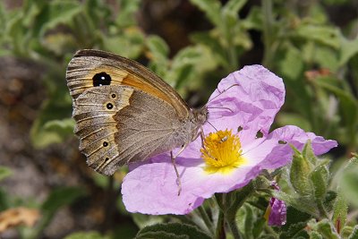 Maniola halicarnassus
