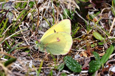 Colias hecla