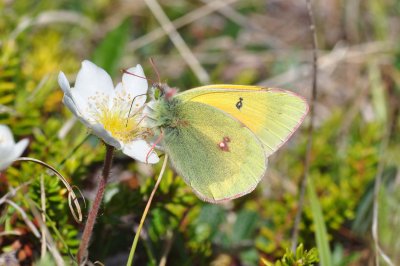 Colias hecla